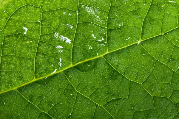 Nassen grünen Blatt Textur Makro-Hintergrund — Stockfoto