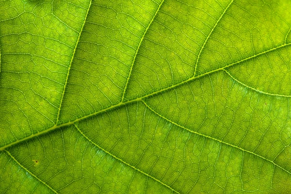 Verse groene blad textuur, blad macro achtergrond — Stockfoto