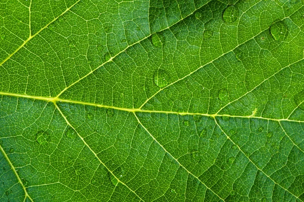 Wet green leaf texture macro background — Stock Photo, Image