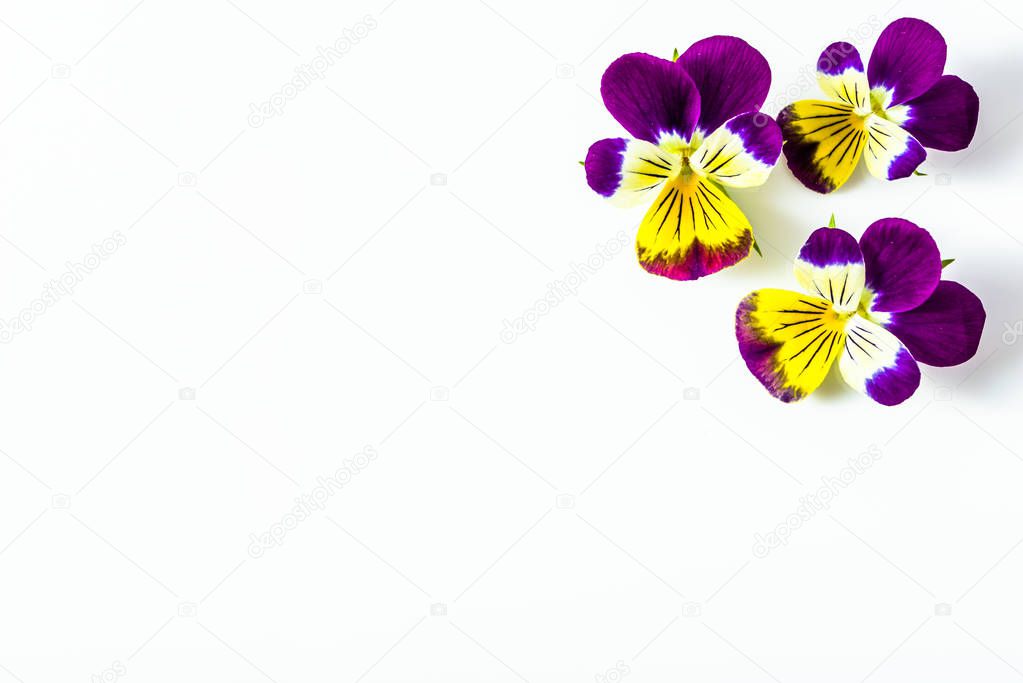 Beautiful flowers violets, floral corner arranged on white background, copy space