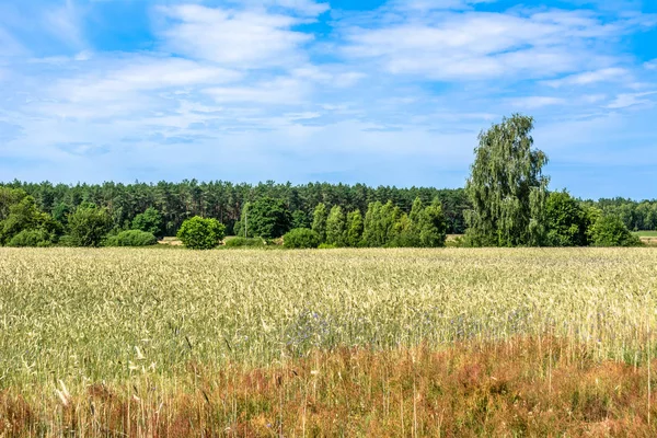 Buğday tahıl alan, yaz aylarında tarım peyzaj — Stok fotoğraf