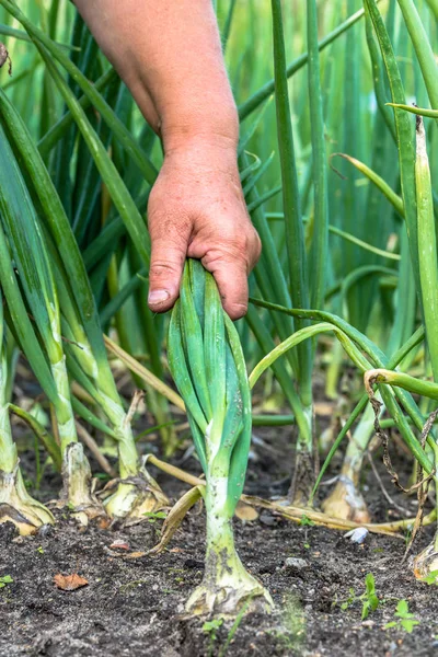 Hand picking onions from the soil in the farmer\'s garden, vegetable harvesting in the summer season.