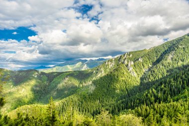 Çam ormanda dağlar, yaz aylarında manzara görünümünü. Yeşil orman Tatra Dağları, Polonya