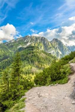 Hiking çam ormanı, yatay yaz, Tatra Dağları, Polonya için dağ yolun görünümünü