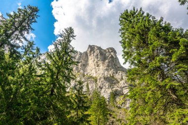 Dağ, yatay, Bahar orman üst 