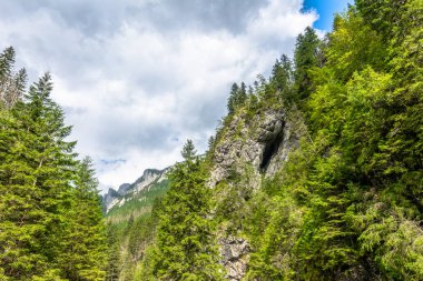 Kayalık dağ yeşil orman, Bahar manzara kaplı