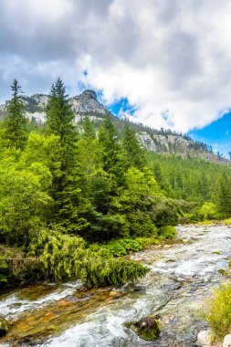 Dağlarda çam ormanları ve dağ çevrili hızlı Nehri