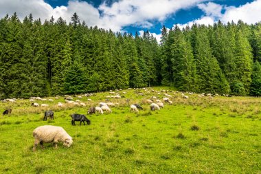 Koyun sürüsü Bahar, yatay, taze ot ve yeşil orman çayır üzerinde