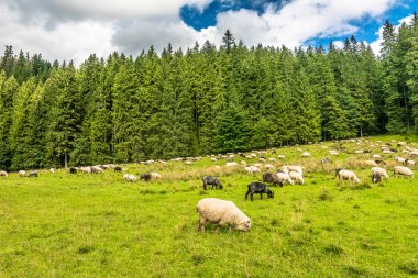 Koyun sürüsü çayır, Bahar yatay, taze yeşil çim üzerinde