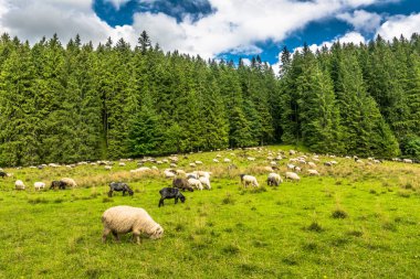 Koyun çiftlik dağ Vadisi çayır ve taze yeşil çimen