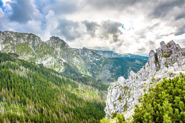 Panoramic landscape of mountain, peak with rocks and pine forest