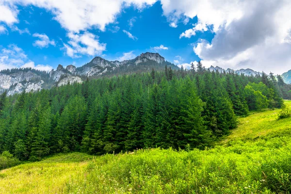 Paesaggio della valle di montagna con pineta in primavera — Foto Stock