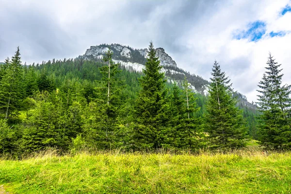 Sosnowego lasu w okolicy: szczyt góry, pejzaż, tło wiosna — Zdjęcie stockowe