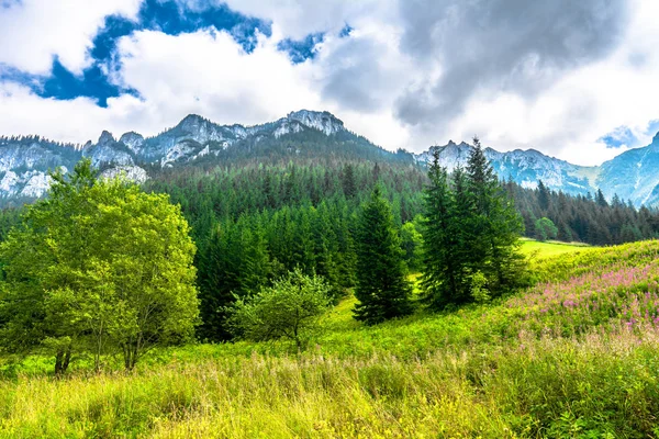 Tavaszi rét-hegység, tájat, virágokkal, a völgyben, hegység borított örökzöld fenyő erdő — Stock Fotó