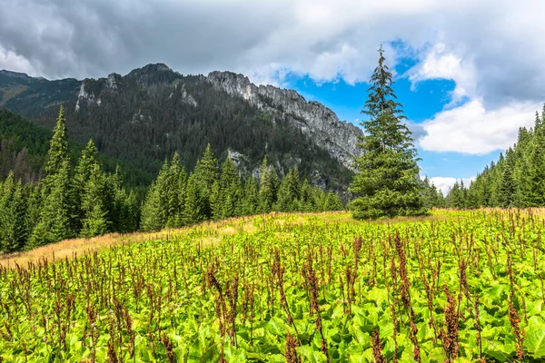 Paisaje del valle de la montaña en primavera, bosque de pinos y hierba verde fresca —  Fotos de Stock