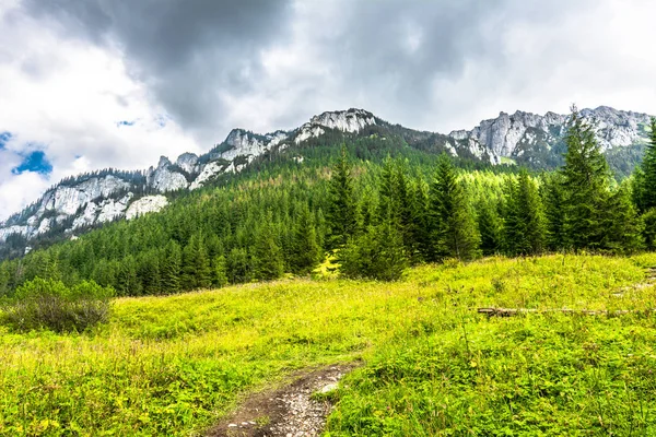 Paisaje de montañas en primavera, prado con hierba fresca y bosque verde pino siempreverde —  Fotos de Stock