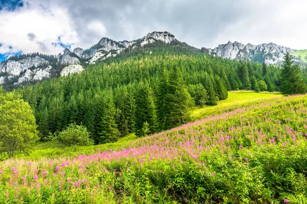 Paisaje de prado de montaña con flores en primavera, fondo —  Fotos de Stock