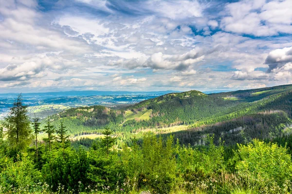 Tallskogen i bergen, våren landskap — Stockfoto