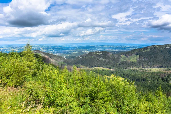 Grönt bergskog på våren, landskap — Stockfoto
