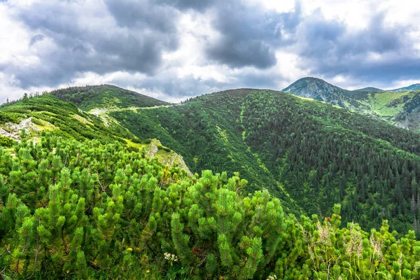 Gröna kullar täckta skog, fjällandskap — Stockfoto