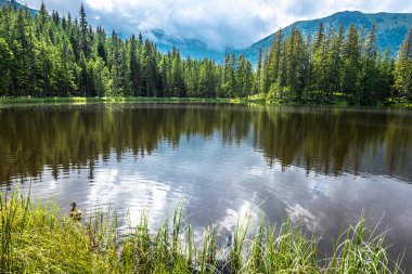 Polonya, yaz manzara orman, Tatra Dağları Milli Parkı içinde dağ gölü