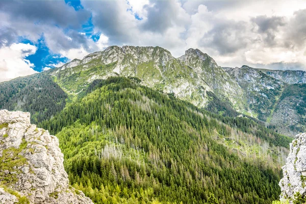 Panorama of mountains, spring landscape, mountain range covered pine forest