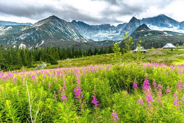 Lato kwiatów w górskiej scenerii krajobrazów, pole pokryte polne kwiaty — Zdjęcie stockowe