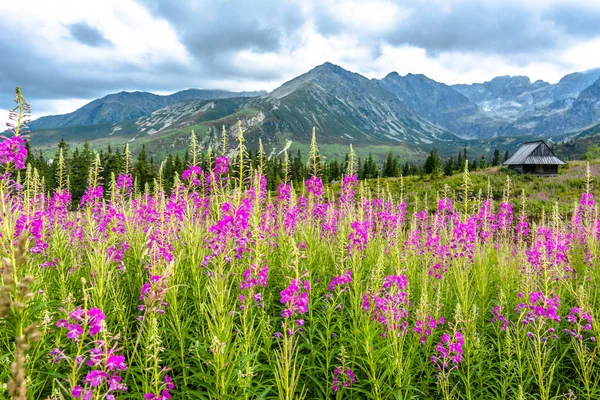 Fiori estivi in campagna montana scenario — Foto Stock