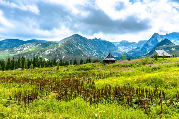 Tátra, vidéki táj-val Hütte a völgyben és a virágok, nyári táj — Stock Fotó