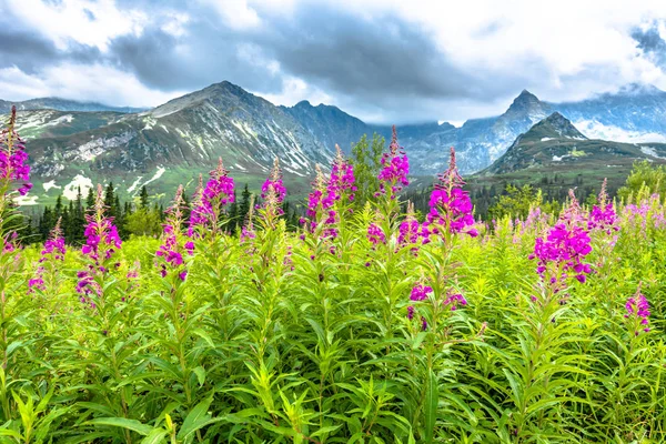 Flores de verão em montanhas, panorama — Fotografia de Stock