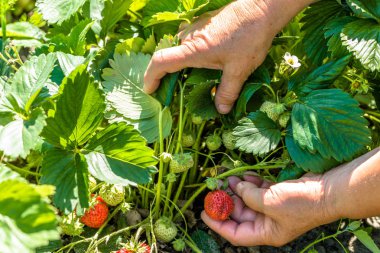 Çilek hasat, alanıyla olgunlaşmış meyve, organik tarım kavramı ile bitkilerden malzeme çekme çilek eller