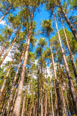 Orman ağacı kron gökyüzü arka plan bahar. Ormanda yeşil ağaç tepelerinin.