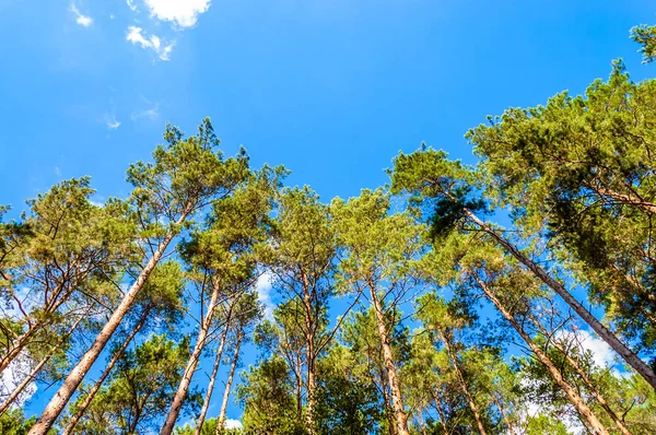 Vårskog med trädtopparna på blå himmel bakgrund. Gröna kronor av furu. — Stockfoto