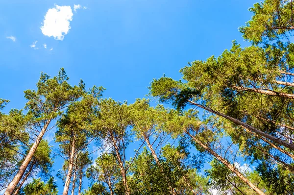 Vårskog med trädtopparna på himmel bakgrund. Gröna skärmtak i pinjeskogen. — Stockfoto