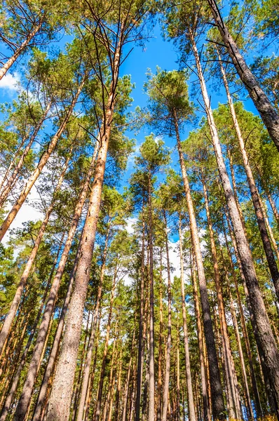 Tavaszi erdő-fa koronák ég háttere. Zöld treetops erdőben. — Stock Fotó