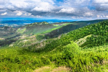 Çam ormanı manzara, Polonya Tatra Dağları, yeşil tepeler üzerinde