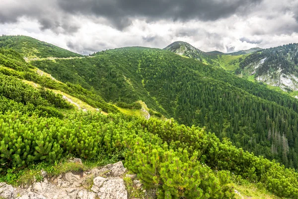 Зеленый горный лес, пейзаж — стоковое фото