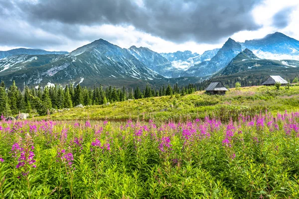 Rifugio di campagna sul prato con fiori in estate, paesaggio — Foto Stock