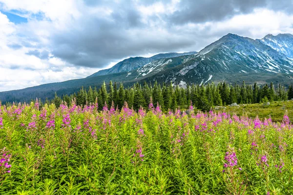 Fiori estivi in montagna, paesaggio — Foto Stock