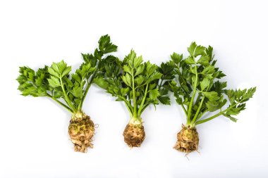 Kök kereviz yaprakları beyaz bir arka plan üzerinde izole ile