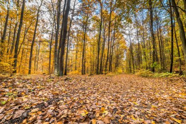 Sonbahar orman, yol düşen yapraklar ile peyzaj