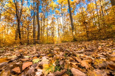 Altın ağaçlar ve yolu düşen yapraklar ormandaki sonbahar manzara ile
