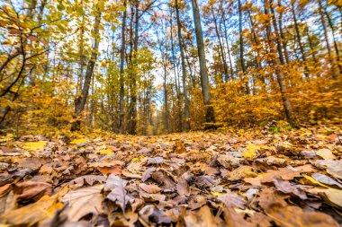 Landscape of autumn forest, fallen leaves on road, low angle view clipart