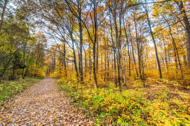 Yolu düşen yapraklar ormandaki altın sonbahar, sonbahar manzara ile