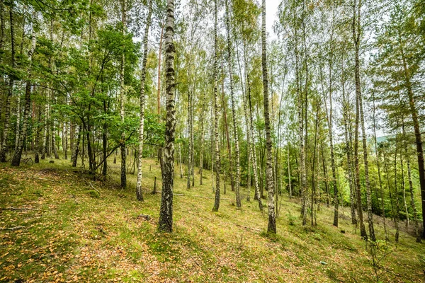 Early autumn forest, landscape, autumn birch trees with fallen leaves on the ground — Stock Photo, Image