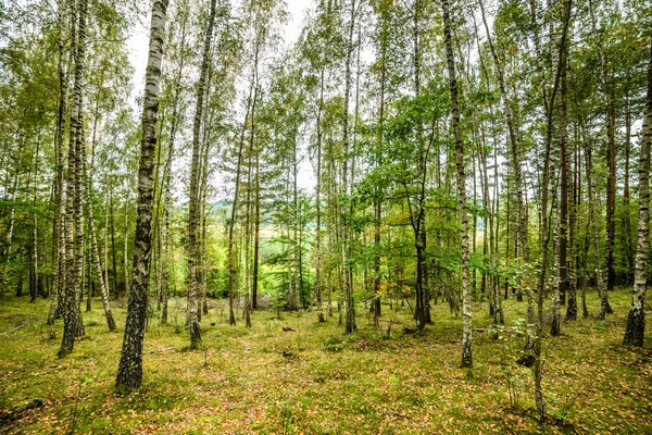 No início do outono floresta, paisagem, bétulas de outono com folhas caídas no chão — Fotografia de Stock