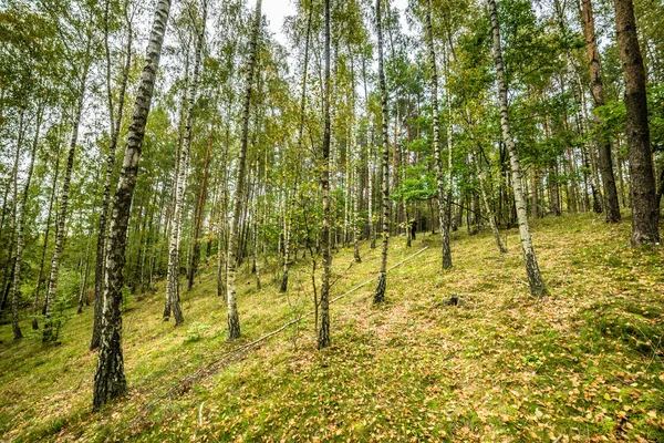 Erken sonbahar orman, peyzaj, sonbahar huş ağaçları yere düşen yapraklar ile