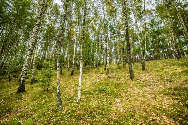 Ранні осінні ліси, пейзаж, осінні берези з опалим листям на землі — стокове фото