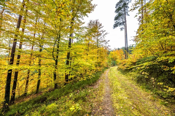 Az őszi erdő, őszi táj elérési útja — Stock Fotó