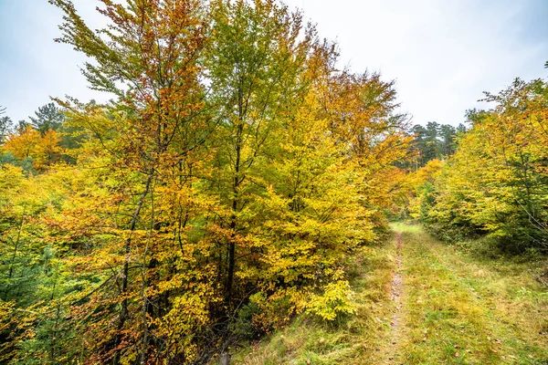 Güzel sonbahar Orman ağaçları, renkli yaprakları ile düşmek manzara, Polonya
